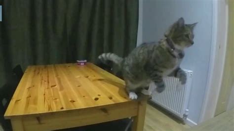 Funny Cats Cats Jumping Fail React Land Youtube