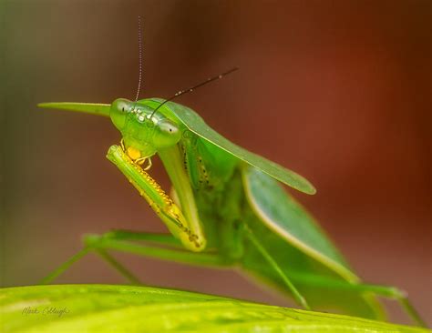 Praying Mantis Photograph By Mark Cobleigh Pixels