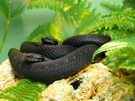 Black Mamba Dendroaspis Polylepis Africa One Of The Worlds Most