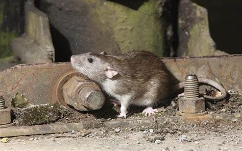 Blog What Every Dallas Homeowner Ought To Know About Rats