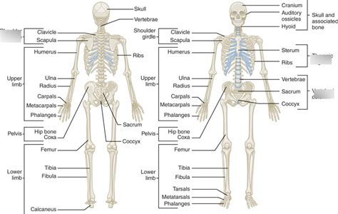 Chapter 5 Skeletal System Section Diagram Quizlet