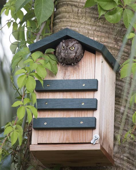 Eastern Screech Owl In Nest Box Homemade Bird Houses Nesting Boxes