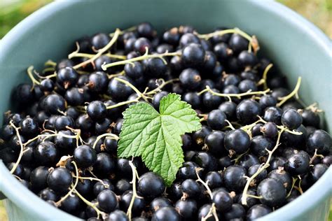 Black Currant Care How To Grow And Harvest Black Currants TIPS