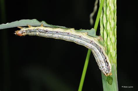 Bugs Eye View Fall Armyworm Vol 4 No 19 Mississippi State