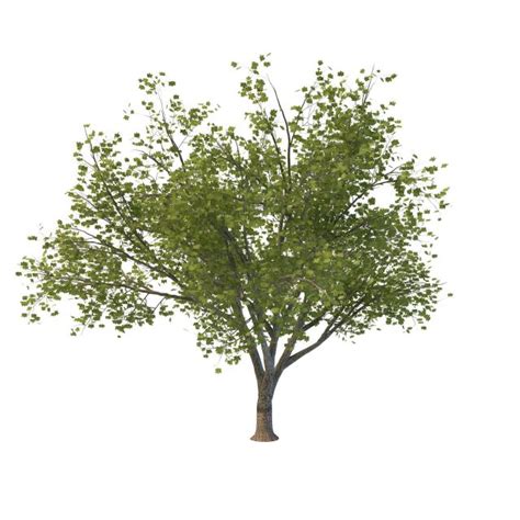 Maybe you would like to learn more about one of these? Manitoba maple tree 3d model 3ds max files free download ...