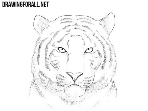 Image Result For How To Draw A Tiger Face Step By Step Tiger Drawing