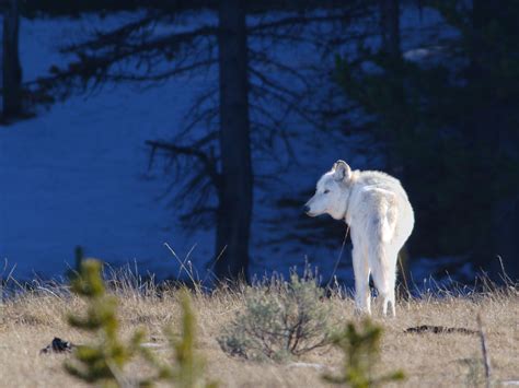 45 Yellowstone Wallpaper Desktop On Wallpapersafari