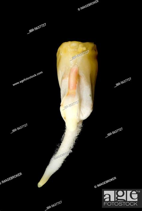 Germinating Maize Zea Mays Or Corn Seed With Radicle Root And