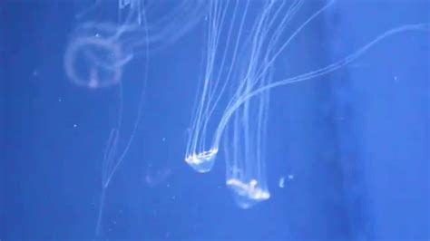 Baby Jellyfish Youtube