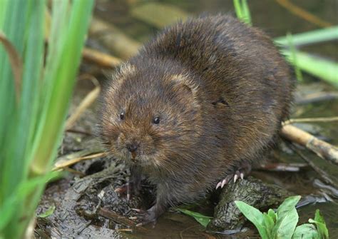 The Water Vole Is Britains Largest Vole And Attains A Similar Size To