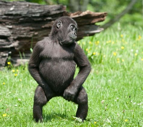 100 Imágenes De Gorila Divertidas