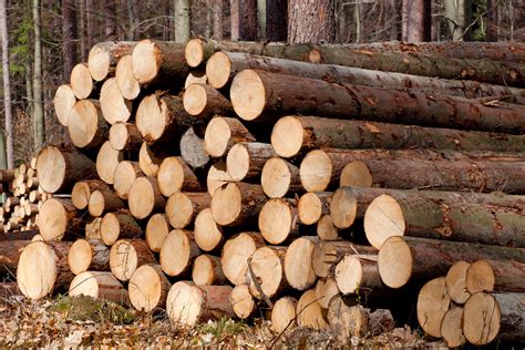 European Softwood Logs Invade The Chinese Market Prices Down Sharply