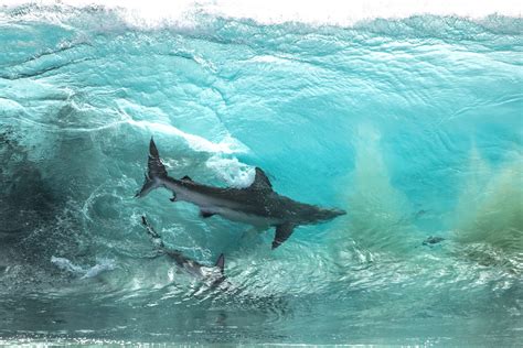 Incredible Pictures Of Sharks Surfing The Waves In Australia Media