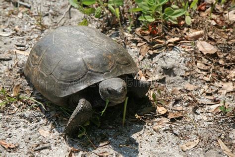 Gopher Tortoise Gopherus Polyphemus In Natural Habitat In Florida