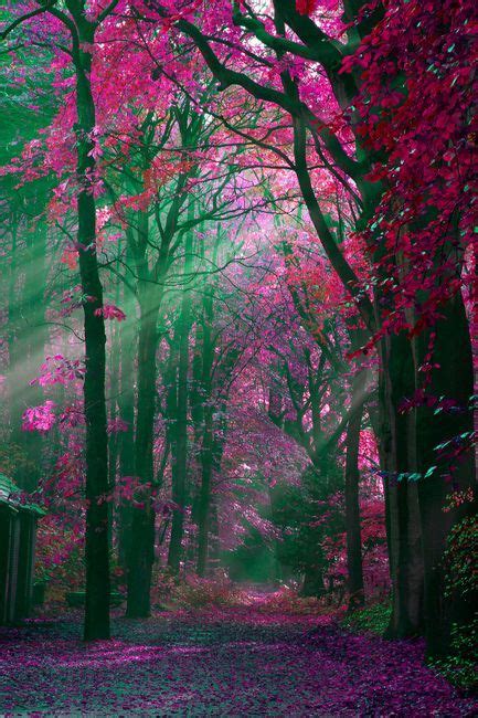 Pink Forest Daily Light Beautiful Landscapes Nature Photography