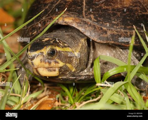 Striped Mud Turtle Kinosternon Baurii Central Florida Stock Photo Alamy