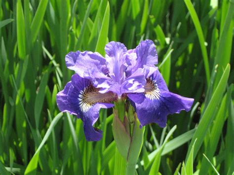 2560x1440 Wallpaper Purple Iris Flower Peakpx
