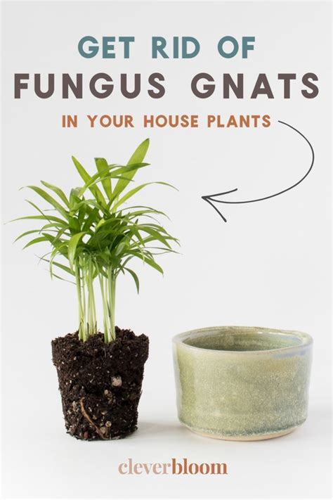 How To Get Rid Of Fungus Gnats In Houseplants Artofit