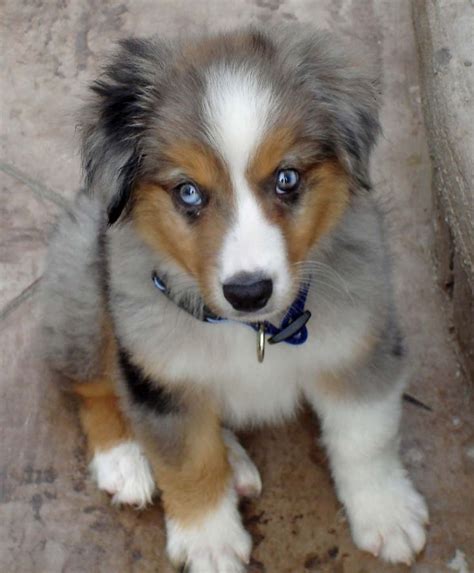 These are very cute, intelligent puppies that will become a loyal member of your family, and capture a special place in your heart, as they have with ours. 12+ Toy australian shepherd puppies ohio ideas in 2021 ...