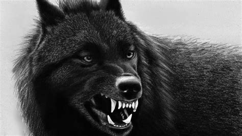 100 Black Wolf Pictures