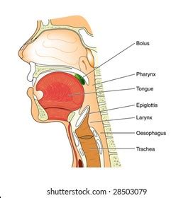 Tongue Anatomy Images, Stock Photos & Vectors | Shutterstock