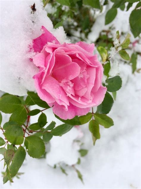 Pink Rose In The Snow Rose Beautiful Roses Pink Roses