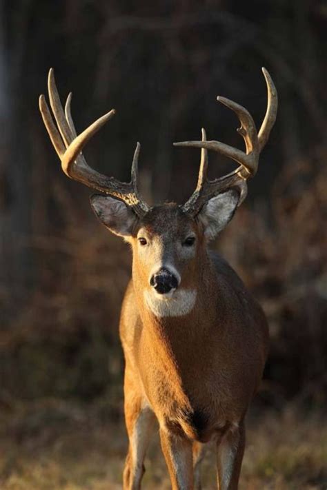 Best Days To Hunt Rut 2014 Whitetail Deer Pictures Whitetail Deer