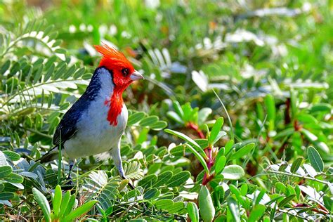 Red Crested Cardinal Birdwatching