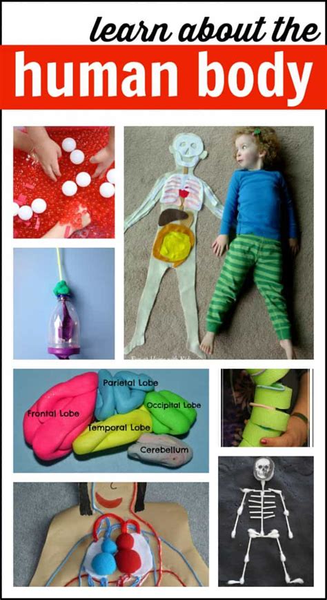 Human Body Activities For Kids I Can Teach My Child