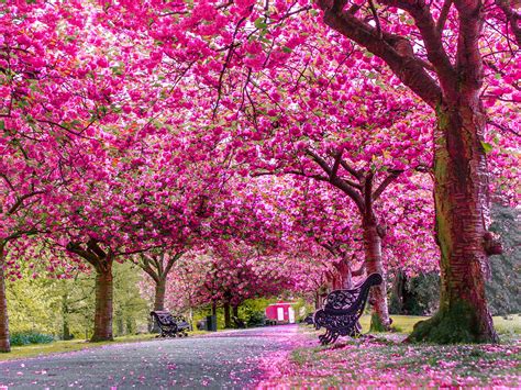23 Stunning Places To See Spring Flowers In London Parks And Gardens