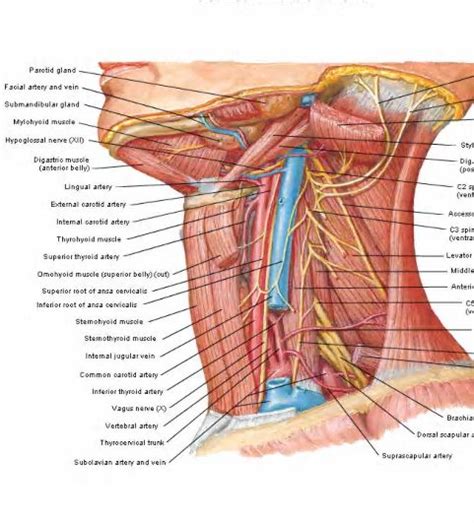 Veins and arteries are the two types of blood vessels in a closed circulatory system. Vessels/nerves of the neck:Internal jugular vein and its ...