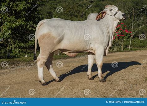 Breeding Of The Brahman Cattle Breed Stock Image Image Of Genetic