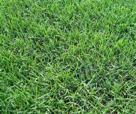 Bermudagrass Common Hulled 9585 50 Pounds East Texas Seed Company