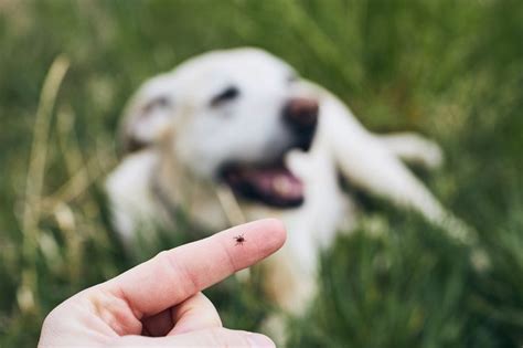 3 Symptoms Of Ticks On Dogs Orlando Vets