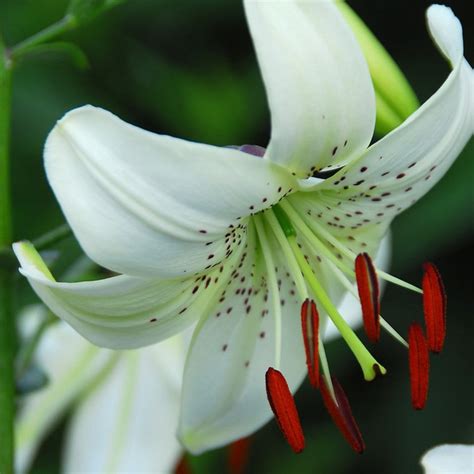 Buy Asiatic Lily Bulb Lilium White Twinkle