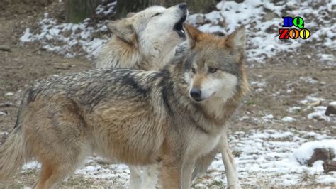 Wolf Howl Mexican Gray Wolf Youtube