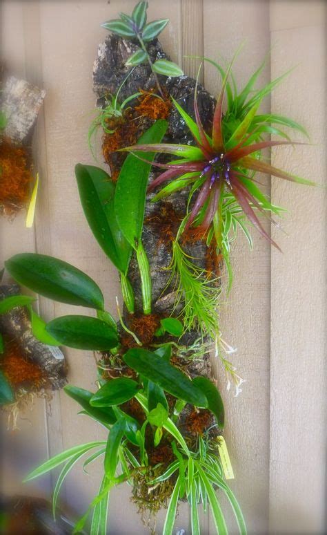 11 Orchid And Bromeliad Display Ideas Bromeliads Plants Tropical Garden