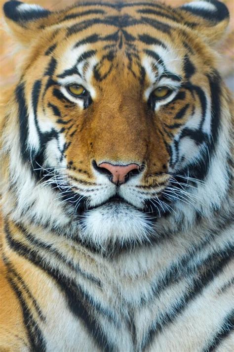 Tiger Portrait Of Bengal Tiger Stock Image Image Of Common