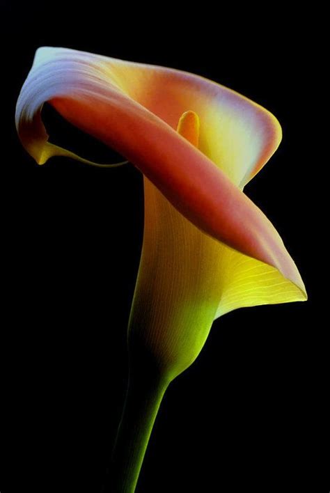 Colored Light Painted Calla Lily Art Print By Dung Ma In 2021 Calla