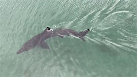 Basking Shark Spotted In Torquay Marina Bbc News