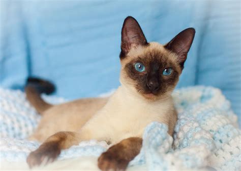 Balinese Cats For Adoption In Florida Cat Meme Stock Pictures And Photos