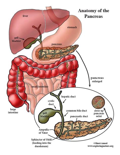 Pancreas Human Anatomy And Physiology Medical Anatomy Anatomy And