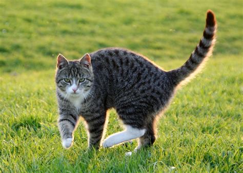 Kater Auf Der Wiese Foto And Bild Tiere Haustiere Katzen Bilder Auf