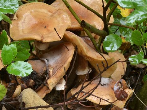 Honey Mushrooms Armillariella Mellea On The Stump Of A C Flickr