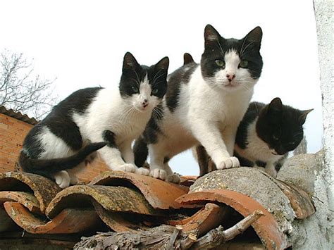 Stray Cats When I Lived In A Small Village In Rural Spain Flickr