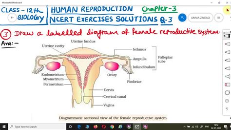 Ncert Exercises Solutions Class 12 Biology Chapter 3 Human