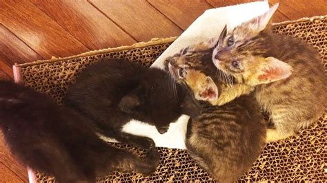 Pin By Joy Kobylka On Cats Videos Kitten Care Baby Kittens Baby Cats