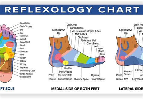 Foot Reflexology Poster Vinyl Banner 54” X 1725” Reflexology Chart