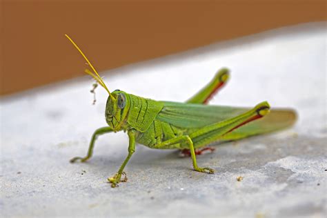 How To Get Rid Of Grasshoppers Natural And Chemical Methods