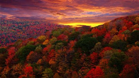 Red Forest At Sunset Wallpaper Nature And Landscape Wallpaper Better